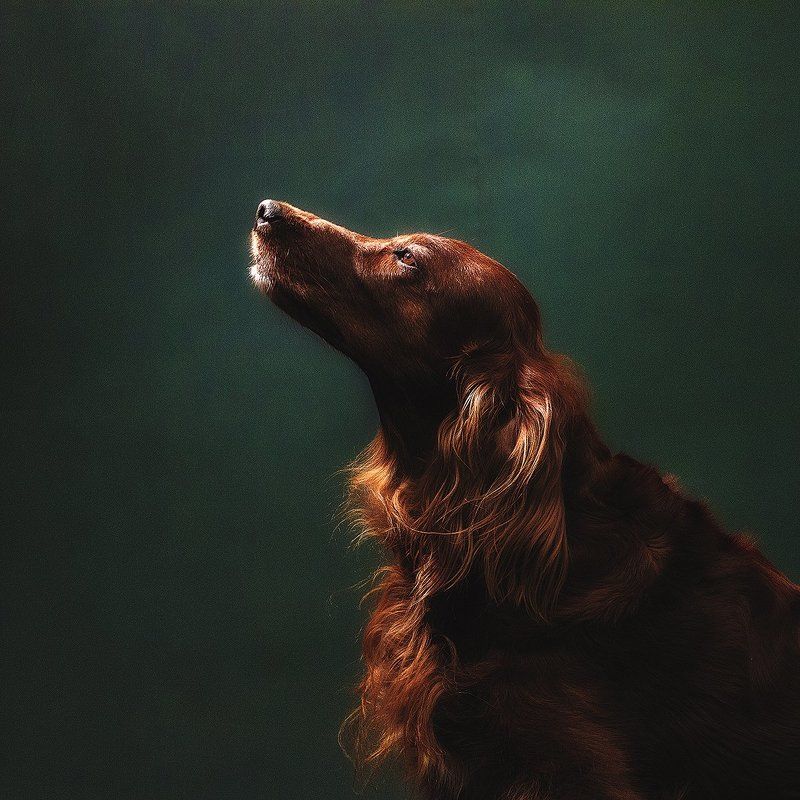 россия, москва, животные, собака, сеттер, портрет, арт, свет,  Луч света в темном царствеphoto preview