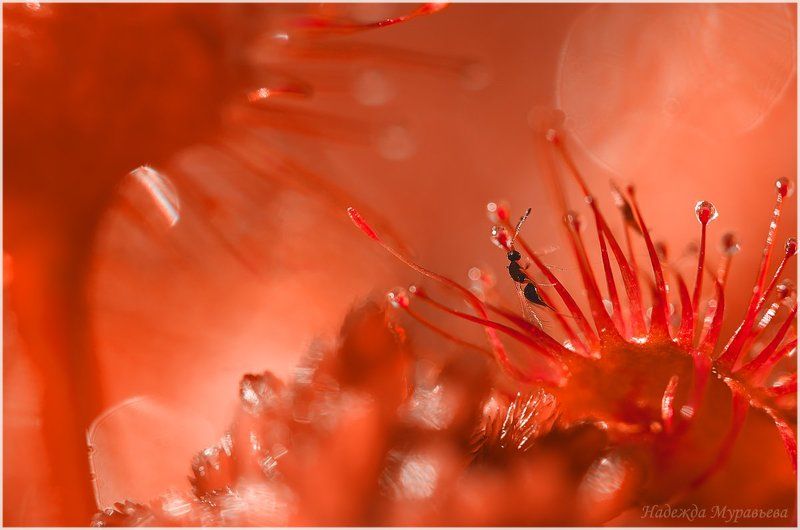 Chalcidoidea, Drosera, Mymaridae, Rotundifolia, Круглолистная, Наездник, Роса, Росичка, Росянка, Солнечная, Сочи, Царёвы Попалась!photo preview