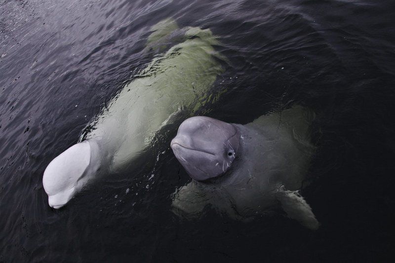 Белухи, Дайвинг, Карелия, Нильмогуба Белухи Нильмо-губыphoto preview