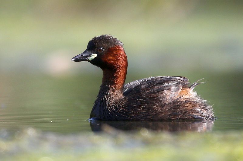 #birds, #fauna, #little grebe, #nature, #wildlife, #малая поганка, #природа, #птицы, #фауна Малая поганка (Little grebe)photo preview