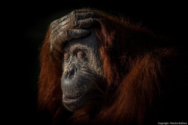 Животные, Зоопарк, Настроение, Орангутан, Портрейт, Приматы, Сафари В глубине Души я знала...photo preview