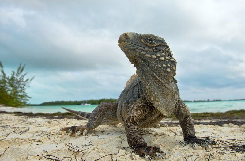 игуана, ящерица, дракон, куба, природа, дикая природа, остров, рептилии, nature, reptile, lizard, nature, wildlife, cuba, cyclura, cyclura nubila  Драконы photo preview