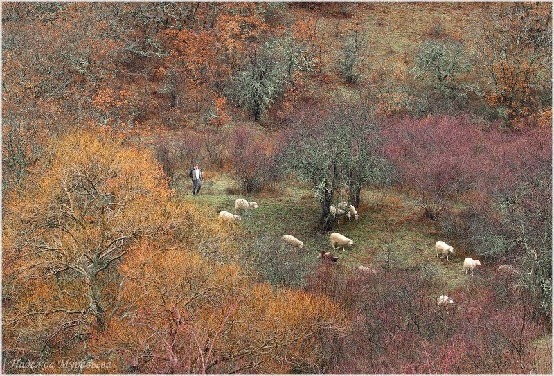 зима, крым, пастух, стадо Крым. Зима. фото превью