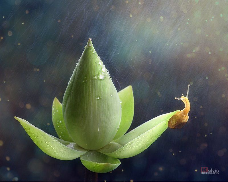 Sen Ốcphoto preview