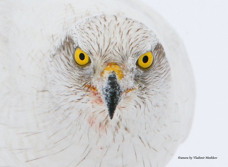 Смотри мне в глаза.  Look into my eyes. фото превью