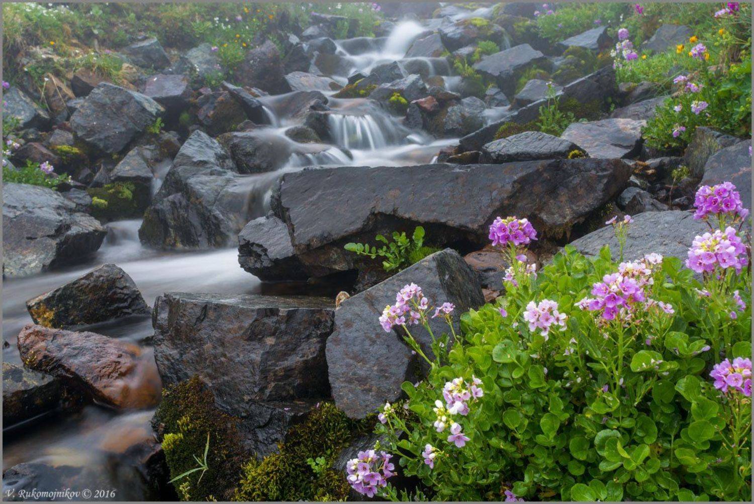 Водопад, Горы, Кавказ, Ручей, Цветы, Рукомойников Валентин