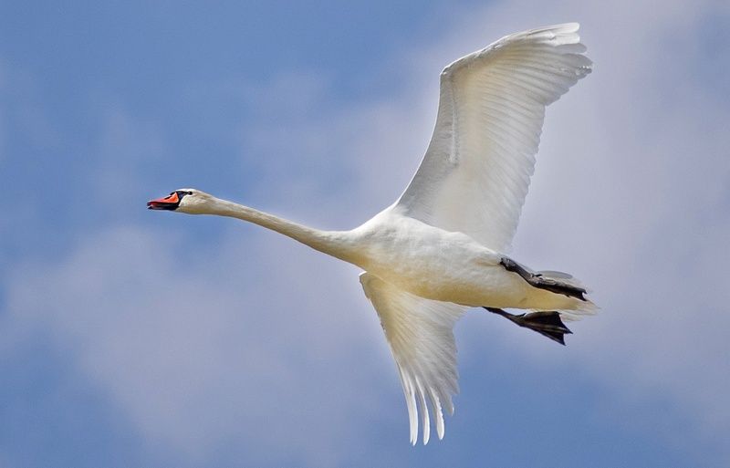 лебедь птица Лебедь в полетеphoto preview