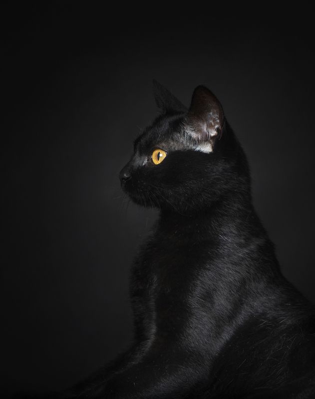 portrait,photography,pets,animal,black,cat,feline,studio,flash,indoor, Pantera фото превью