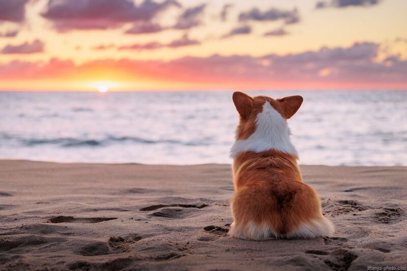 корги, вельш корги, пемброк, океан, небо, закат, собака На берегу Тихого океанаphoto preview