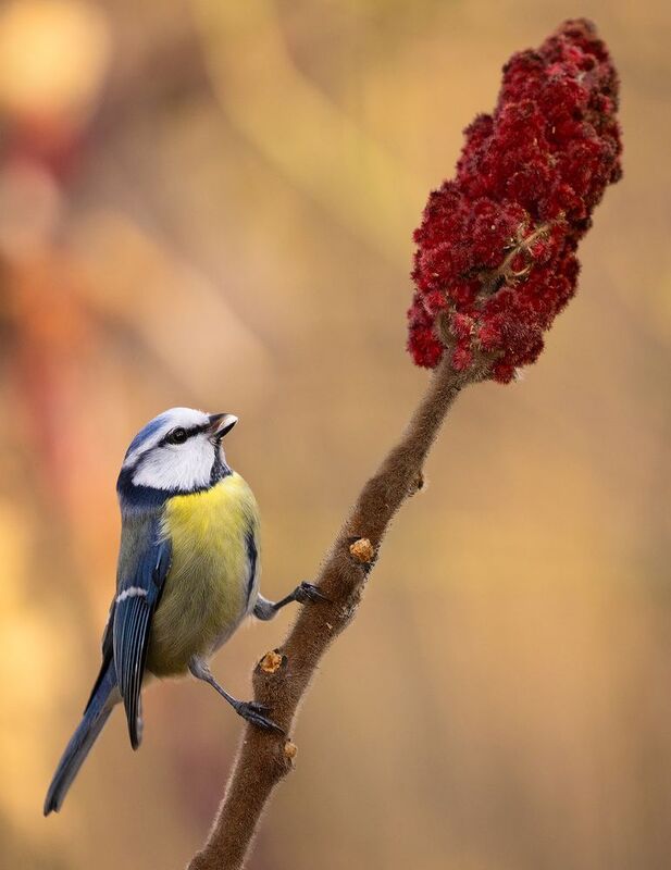 Titmousephoto preview