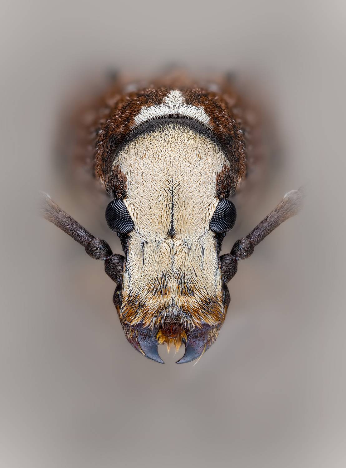 Ложнослоник беловатый. Автор: Eugenijus Kavaliauskas coleoptera, anthribidae, platystomos albinus, ложнослоник беловатый, paprastasis netikrastraublis, Eugenijus Kavaliauskas