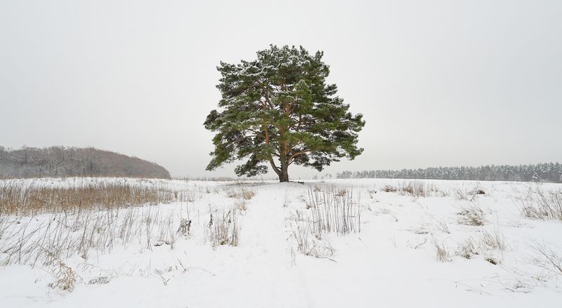 россия, московская область, красногорский район, лохин остров, одинокая сосна Одинокая соснаphoto preview