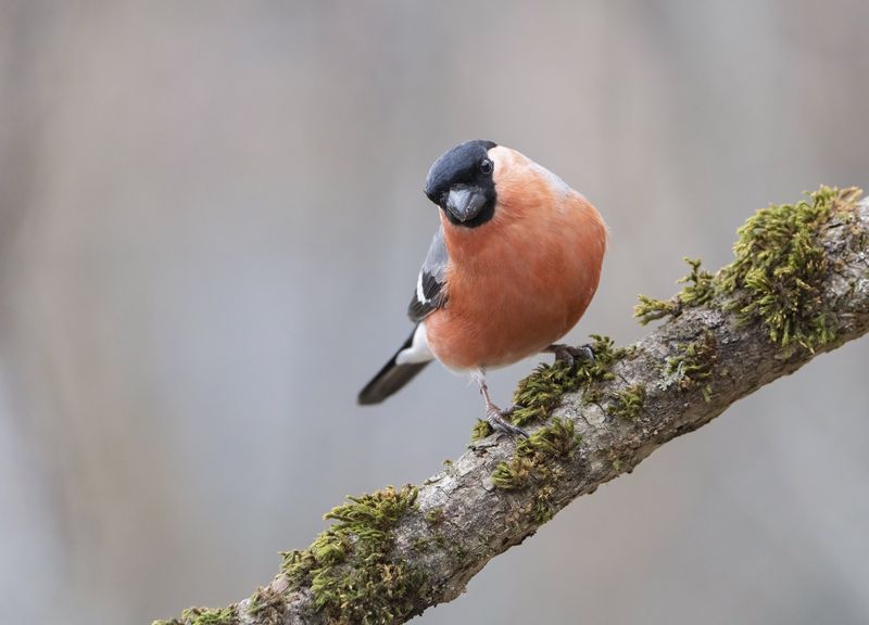 птицы,природа, зима Снегирьphoto preview