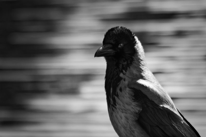 ворона, серая ворона,птица, калининград, Corvus cornix, bird Задумчивый взгляд фото превью