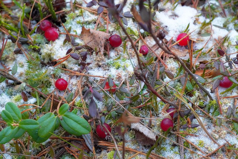 Клюква, зима, снег, мороз, лес, ягода Зимняя клюкваphoto preview