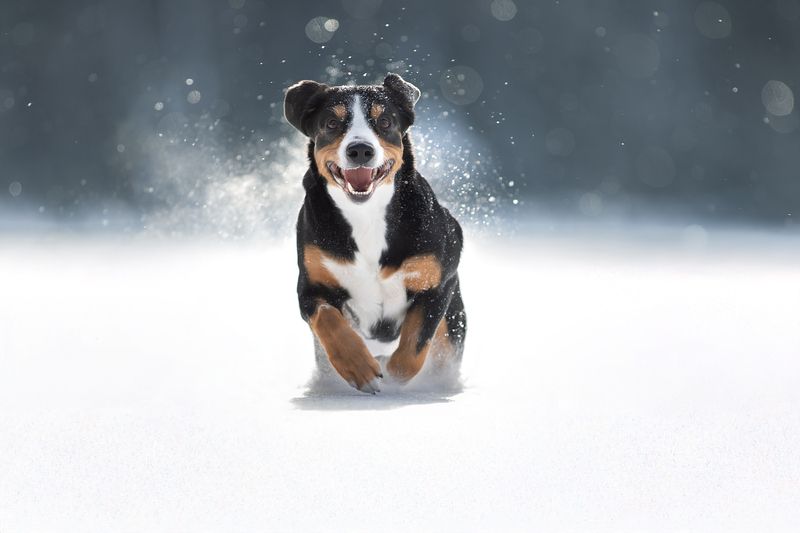 Счастливая собакаphoto preview