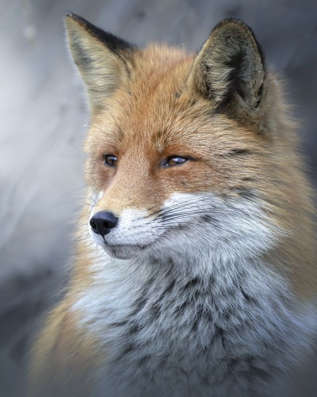 Обыкновенная лисица (Vulpes vulpes) photo preview
