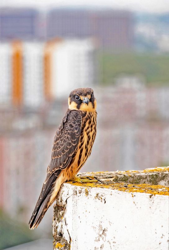 чеглок сокол москва Чеглок на московском балконеphoto preview