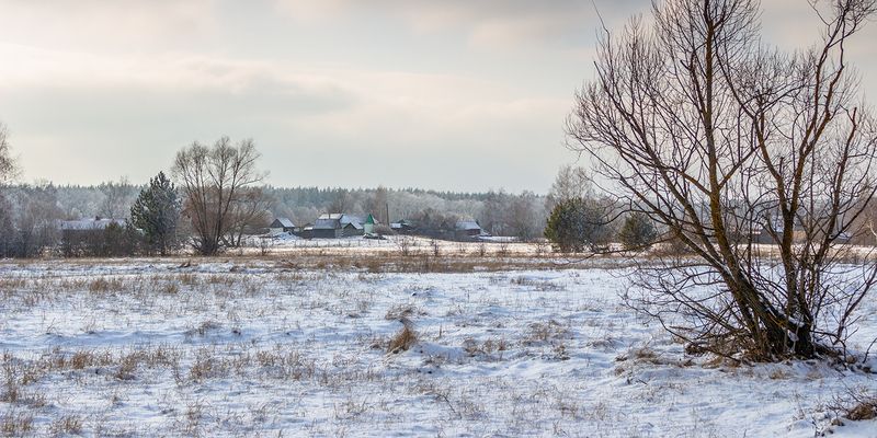 лес, деревья, зима, иней, природа photo preview