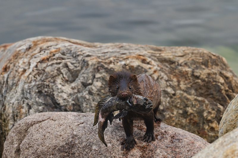 дикая природа, норка Отличный уловphoto preview