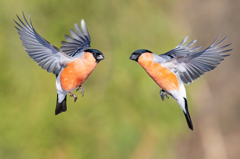 Снегири.photo preview