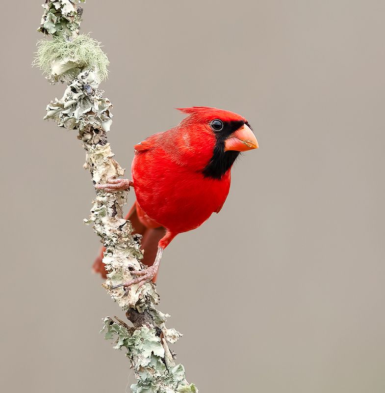 красный кардинал, northern cardinal, cardinal,кардинал Northern Cardinal,male - Красный кардинал,самецphoto preview