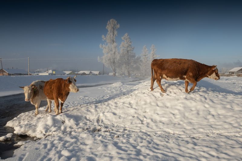 Курай фото превью