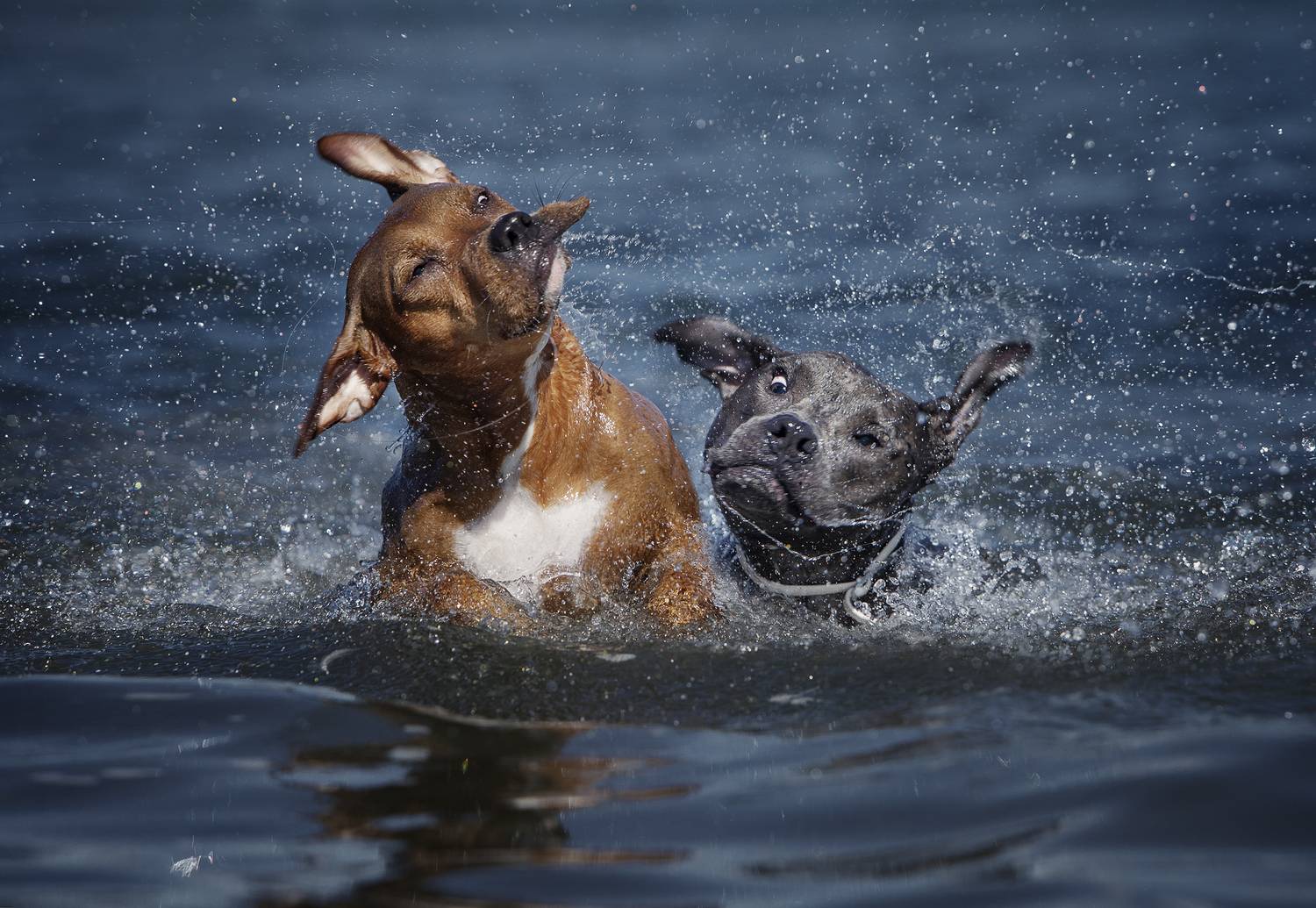Kiara&Chester. Автор: Alexandre Marques Photography,dogs,pets,animal,canine,summer,lake,water,shake,motion,action,fun,pit,bull,spash,outdoor, Alexandre Marques
