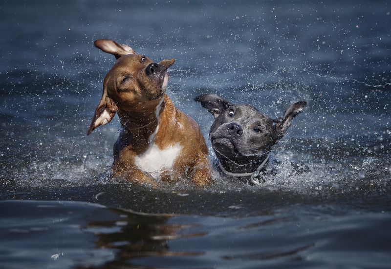 Photography,dogs,pets,animal,canine,summer,lake,water,shake,motion,action,fun,pit,bull,spash,outdoor Kiara&Chester фото превью