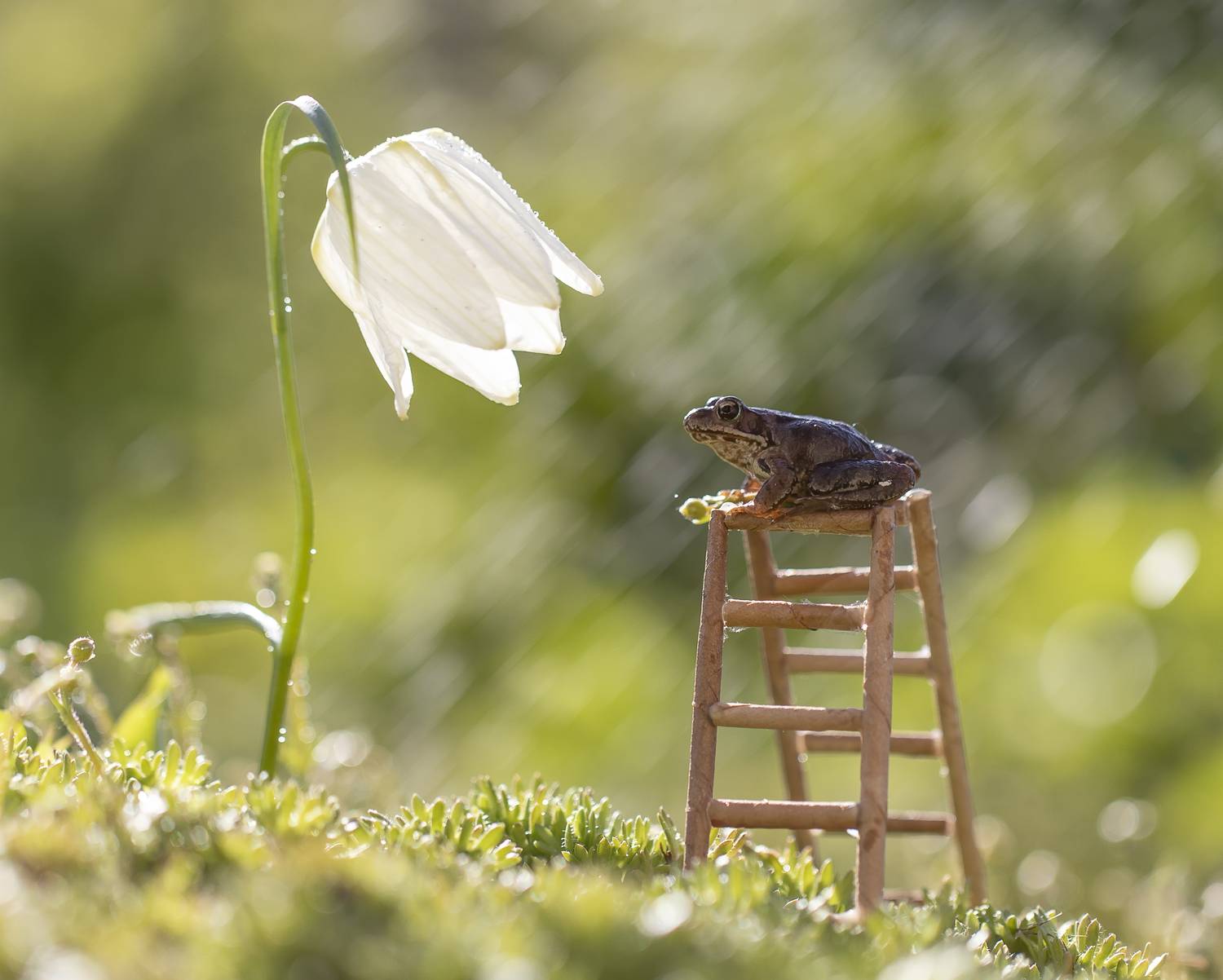 Царевна. Автор: Татьяна Феденкова лягушка, рябчик, Татьяна Феденкова