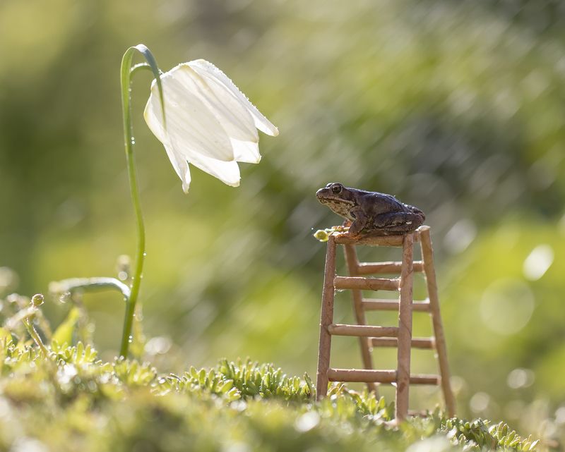 лягушка, рябчик Царевнаphoto preview