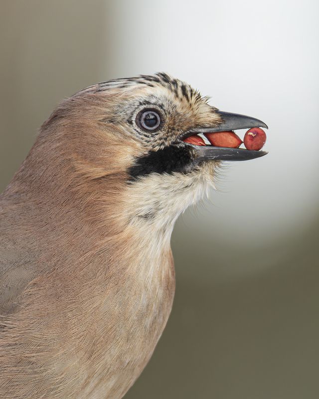 Сойкаphoto preview