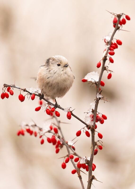 Long-tailed Tiphoto preview