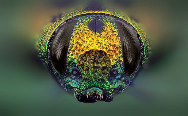 coleoptera, buprestidae, lamprodila (palmar) vivata, блестянка Блестянкаphoto preview