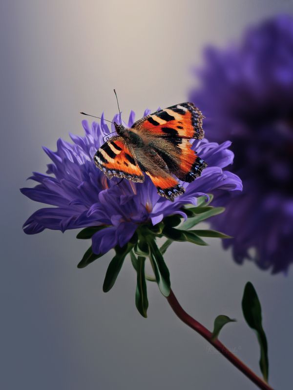 бабочка, крапивница, астра photo preview