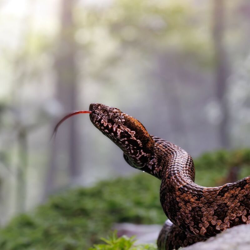 Deadly Beautyphoto preview