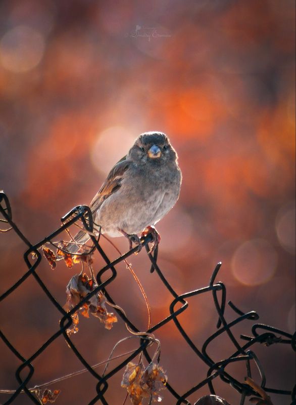 воробьи птицы фотоохота природа Воробушки...) фото превью