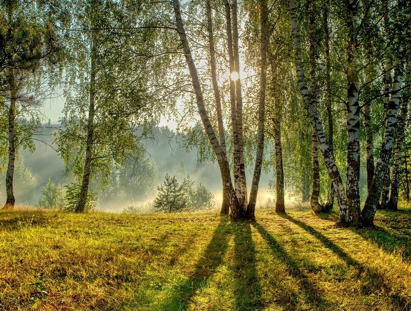 природа, пейзаж, весна, лето, лес, солнце, тени, березы, сосны, листва, трава, дымка Солнечное утроphoto preview