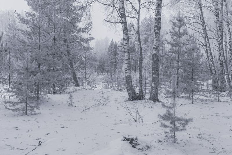 мороз иней лес февраль вязниковский район Морозное утроphoto preview