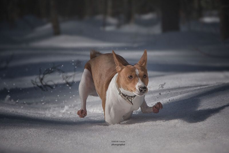 Дусяphoto preview