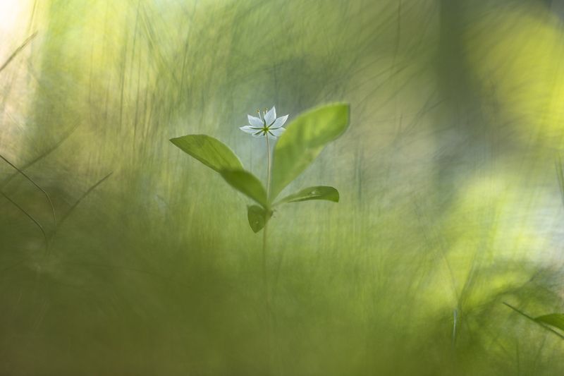 Утро в Лужском лесу...photo preview