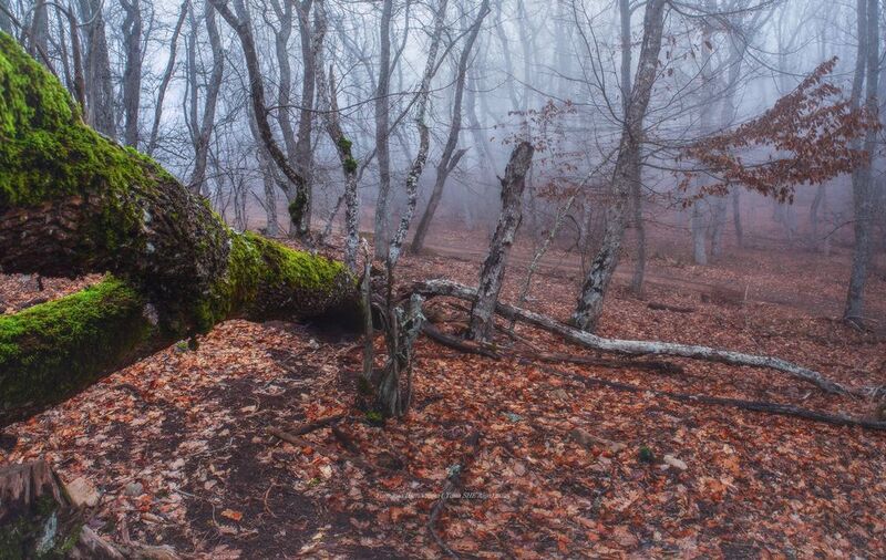крым, куш-кая, пейзаж, ласпи,  crimea, landscape, куш кая, крымский пейзаж, зима в крыму, nature, природа, foggy, forest Зима без снегаphoto preview
