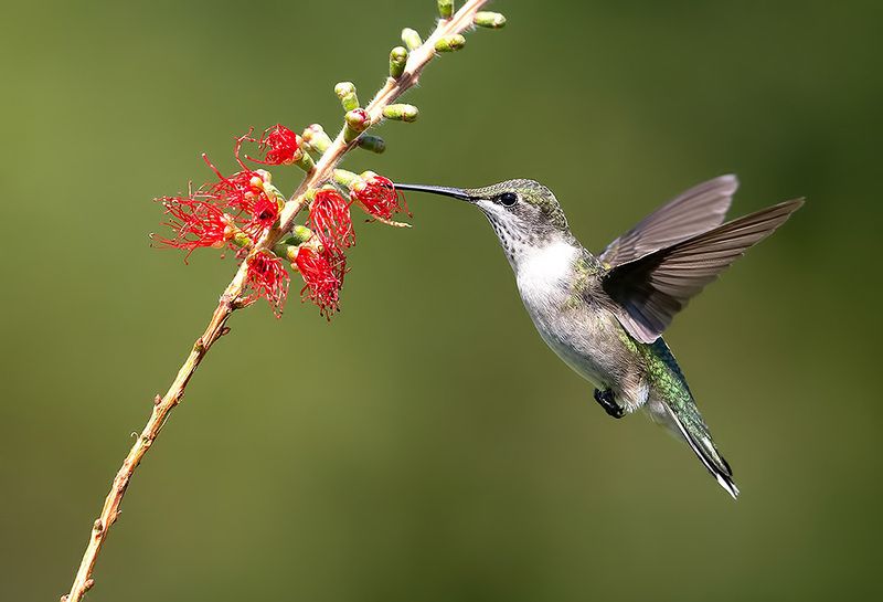 колибри,ruby-throated hummingbird, hummingbird С Днем Орнитолога! Колибри -Ruby-throated Hummingbirdphoto preview