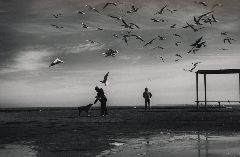 черно_белое, монохромное, стрит, уличная фотография, репортаж, морское побережье, город, черное море, птицы, чайки, кормёжка, атмосферное, зима, керченская зима, мануальное, винтажная оптика, юпитер-3, керчь, крым, россия Когда ангелы кормят птиц.photo preview