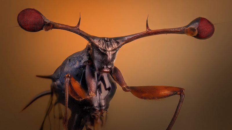 diptera, diopsidae, teleopsis breviscopium Глазунья фото превью