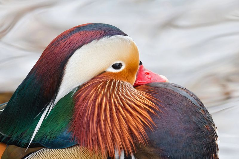 птицы, мандаринка Портрет мандаринкиphoto preview