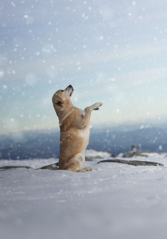 Snow,dogs,pets,animal,canine,portrait,winter,cold,outdoor,labrador,retriever,mountain,sky,natural light Maggie фото превью