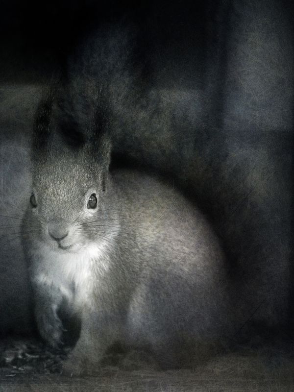 чб, белка, векша Векша.photo preview