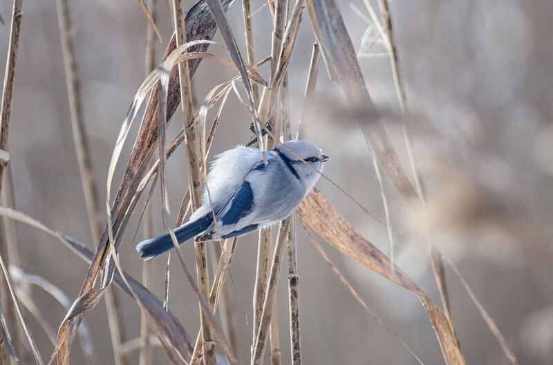 птица, белая, лазоревка, князёк, Князёк (5 ФОТО)photo preview