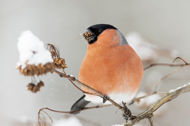 Снегирь на пузыреплодникеphoto preview